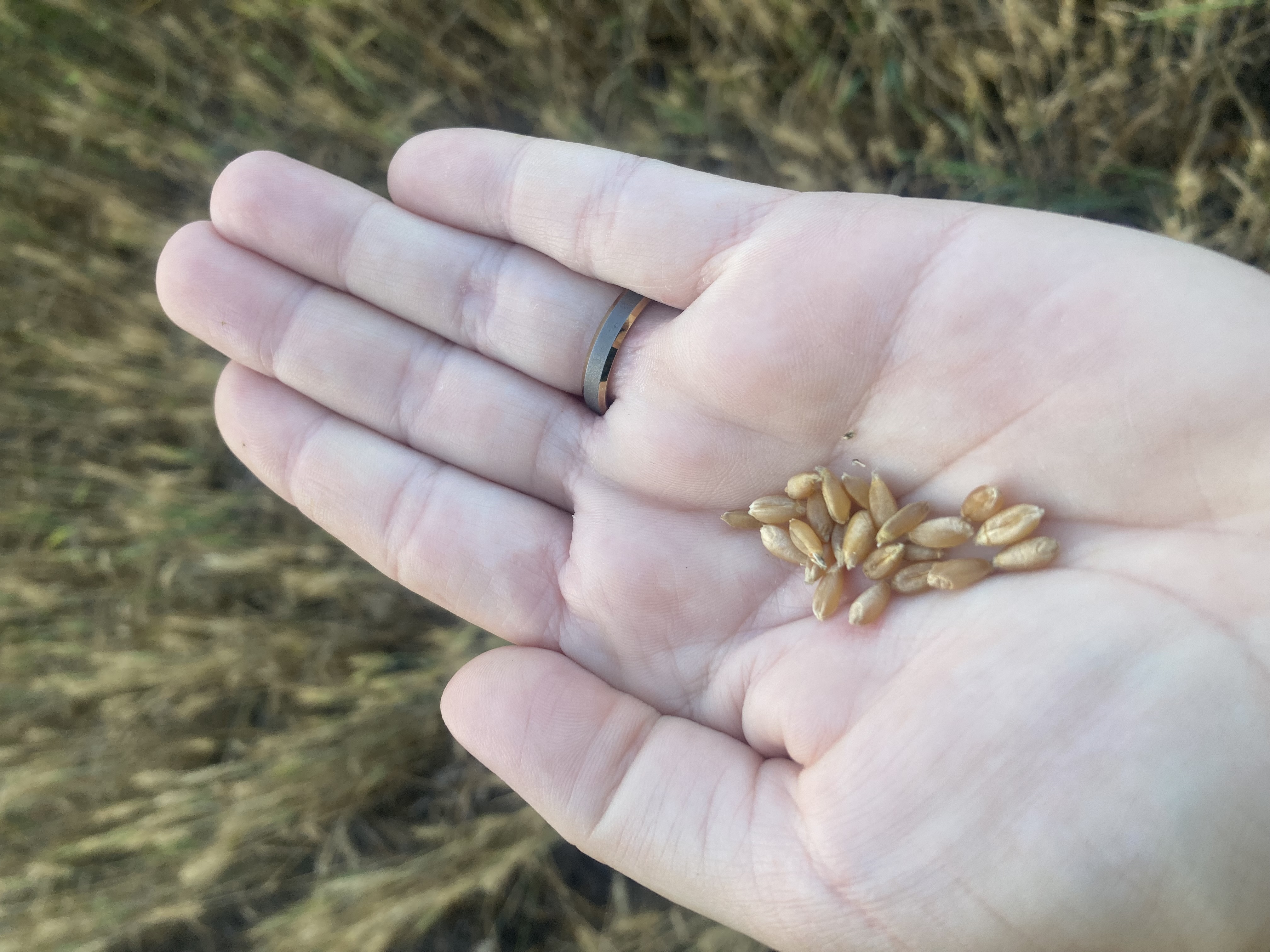 25 Wheat Feekes 11.2.jpg